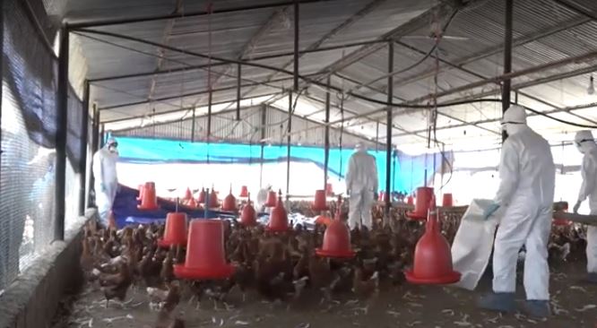 काठमाडौंको तारकेश्वरमा बर्डफ्लु भेटियो