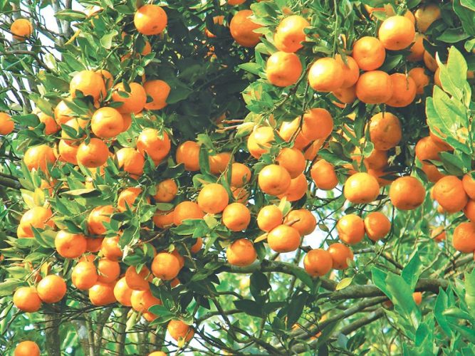 सुन्तला बिक्रीबाट २२ लाख आम्दानी