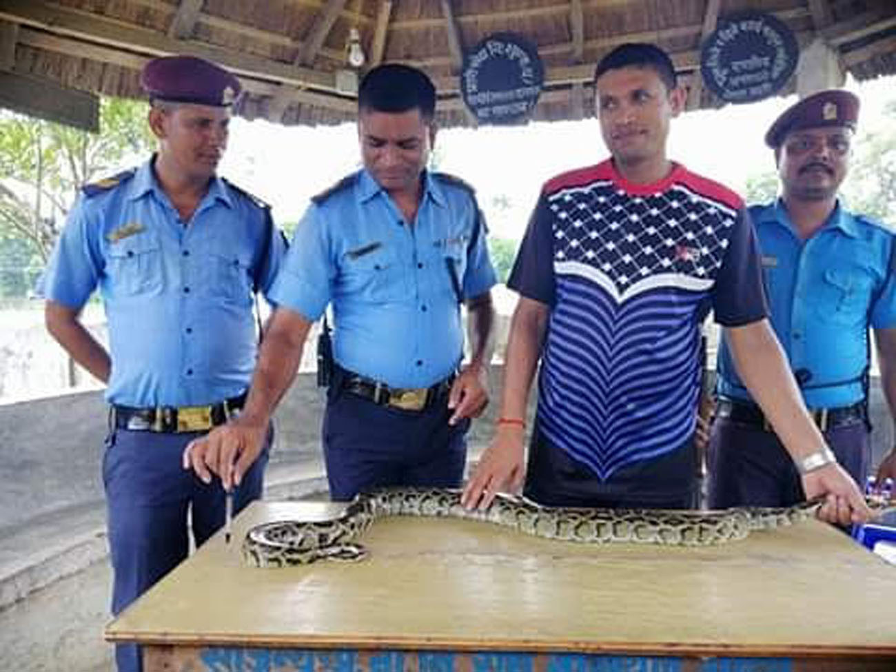 सप्तरीमा फेला पर्यो दुर्लभ अजिङ्गर
