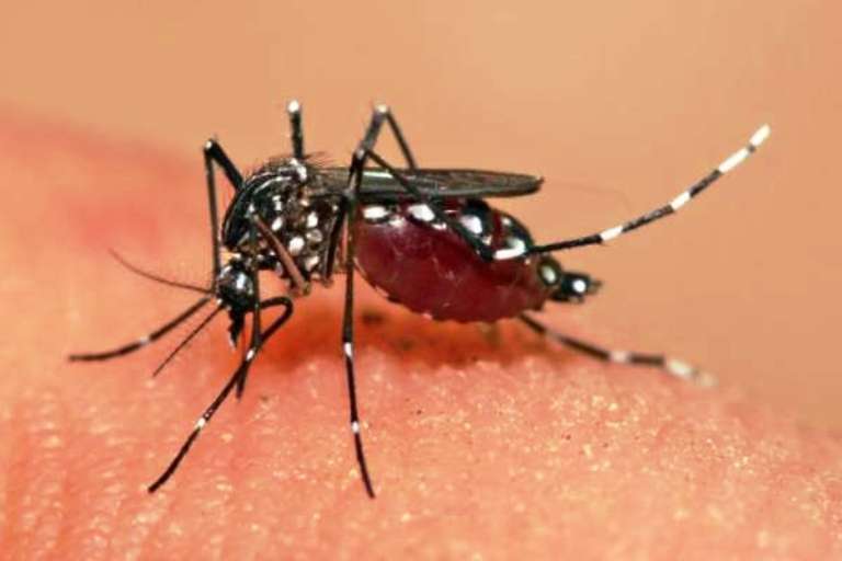 डेङ्गु र स्क्रबटाइफसबाट  चितवनमा ४ जनाको मृत्यु