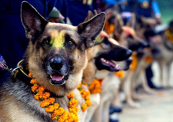 तिहारको तेस्रो दिन आज कुकुर पुजागरी मनाइँदै