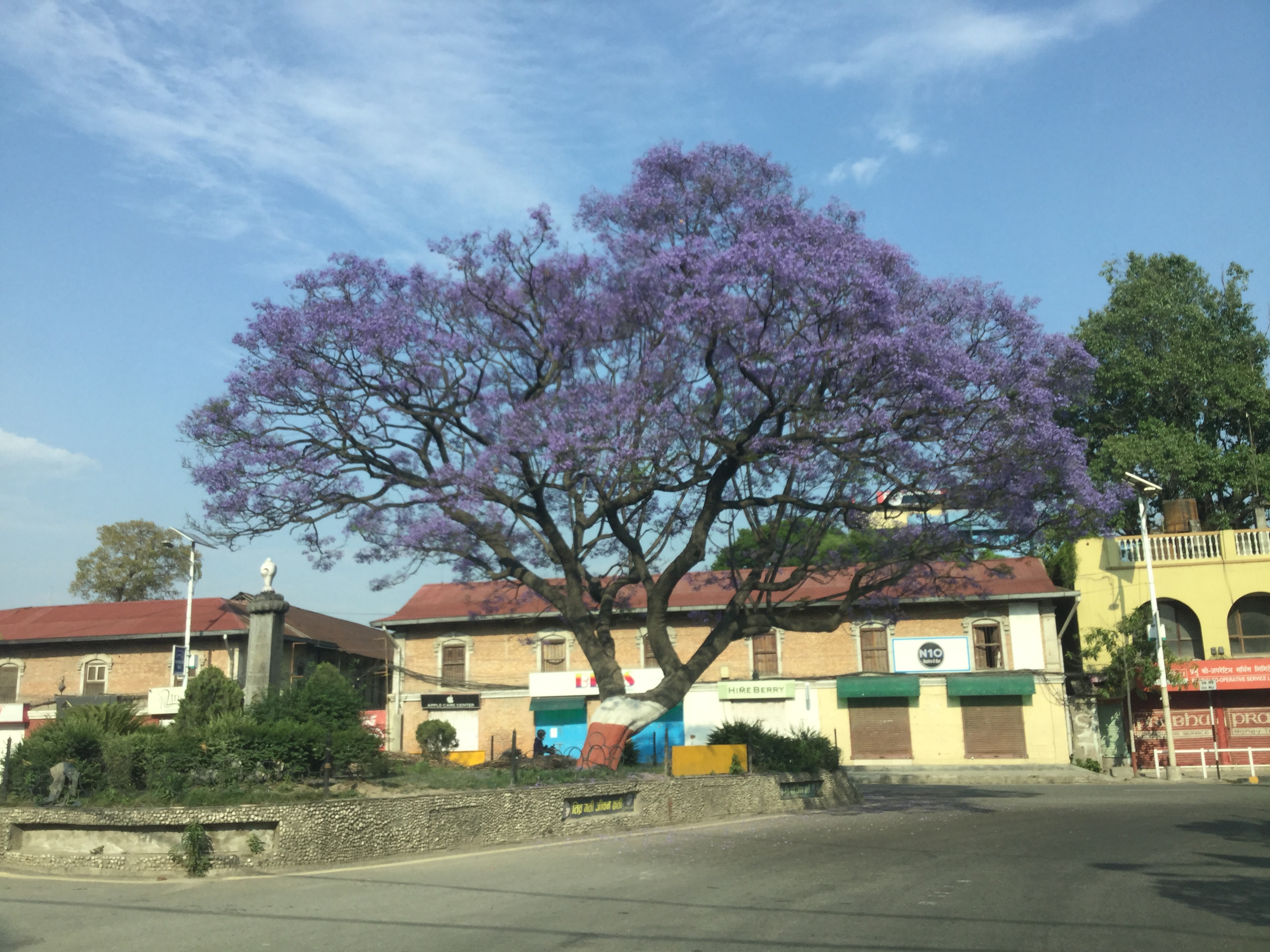 शान्त शहरमा बैजनी फुलको बगैचा ( फोटो फिचर )