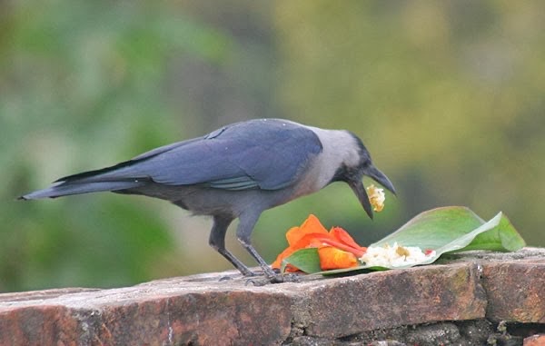 आजबाट तिहार सुरु, कागको पुजा गरिदै