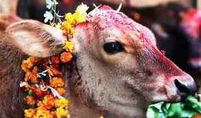 आज गोरु तिहार मनाइदै