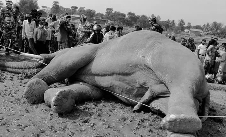 सप्तरीमा  करेन्ट लागेर हात्तीको मृत्यु
