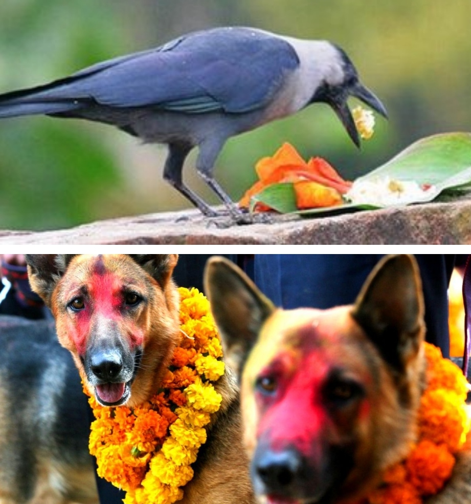 आज एकै दिन काग र कुकुर तिहार मनाईदै