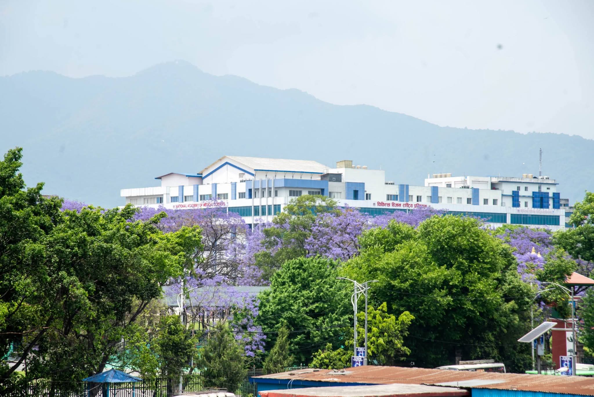 जाकाराण्डा फुलको शौन्दर्यमा सजिएको काठमाडौं (फोटो फिचर)
